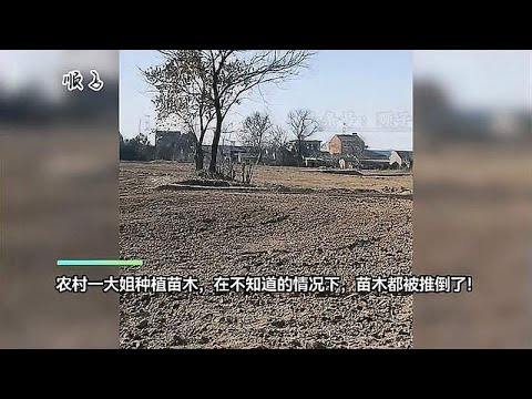 农村一大姐种植苗木，在不知道的情况下，“苗木都被推倒了”！