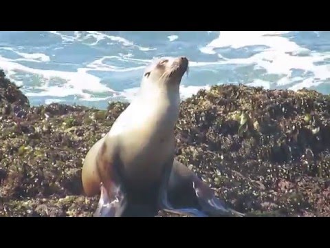 Pigeon Point Seal/SX50 Zoom