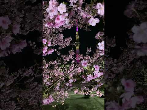 東京スカイツリー　ライトアップ　雅　江戸紫　♪　桜の花びらが舞う　✿　隅田公園　浅草　河津桜　満開　☆　2024　2月26日　Kawazu cherry blossom　Asakusa　月　Moon