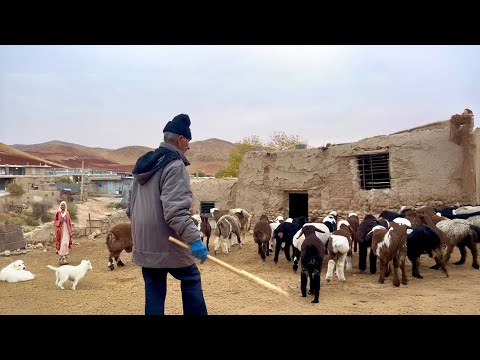 Before Sunrise: A Nomadic Family’s Hardworking Routine in Iran