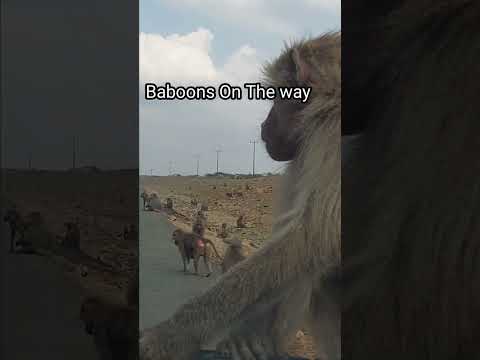 Baboons On the way | #shorts | #sktastydishes | #makkahtomadina