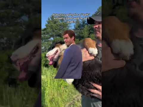 Bernese Mountain Dog Puppy gets Carried on his Walks