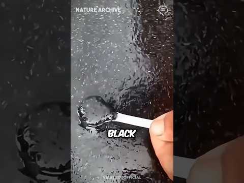 The truth about this black stuff...