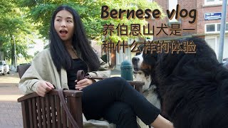 养伯恩山犬是一种什么样的体验 ｜ Vlog dog sitting Bernese dogs