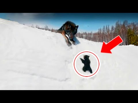 Wolf Mother Fails to Save Her Cub – See Who Came to the Rescue!