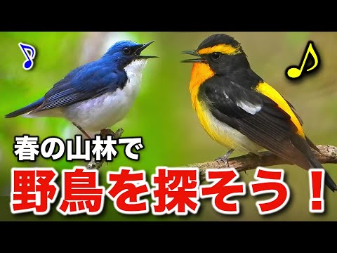 さえずる野鳥たちの驚きのヒミツや生態に迫る！