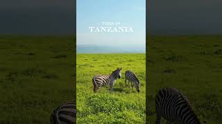 The most amazing 3 day safari in Tanzania!! 🐘