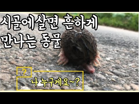 #56 [귀촌 브이로그] 시골에 살면 흔하게 만나는 동물들!