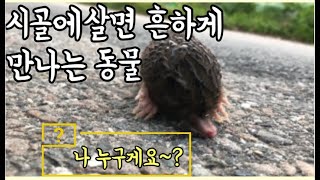 #56 [귀촌 브이로그] 시골에 살면 흔하게 만나는 동물들!