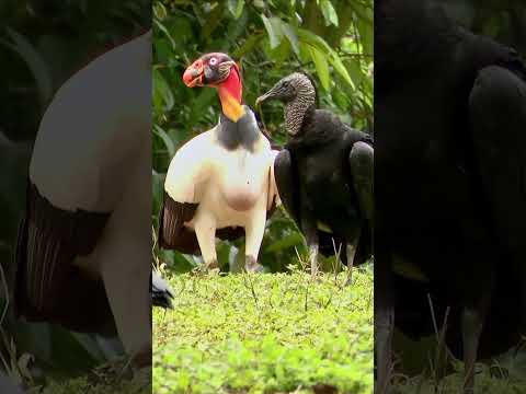 The Majestic King of the Skies – Sarcoramphus papa #junglelife #animals #junglewildlife