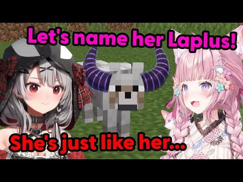 The holoX girls find a stand-in for Laplus until she returns【Hololive】