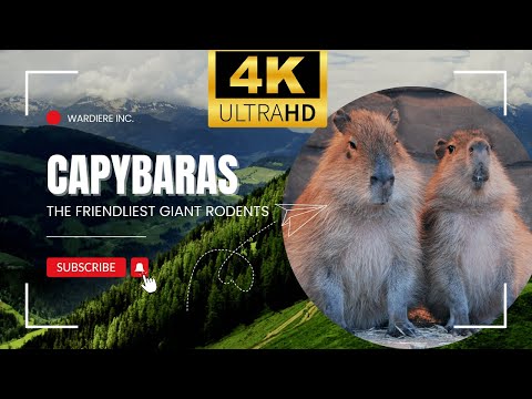 Capybaras: The Friendliest Giant Rodents - Amazing Facts You Need to Know! - Animal Kingdom