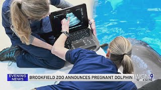 Brookfield Zoo Chicago announces dolphin pregnancy