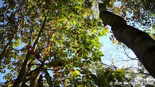 Autumn winds and leaves in the small woods