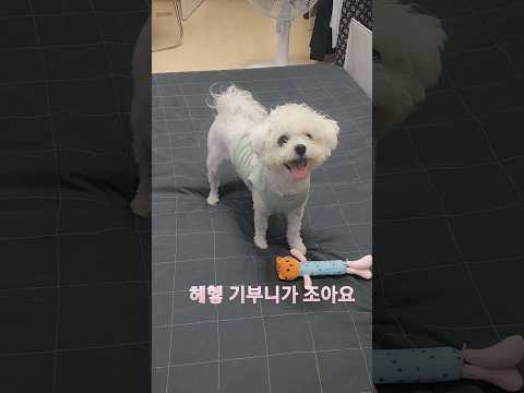 장난감 사줄맛나는 강아지 🐶 #bichon #dog #puppy #가족 #강아지 #강아지브이로그 #개아들 #칠백 #쇼츠 #댕댕이일상 #비숑 #구독 #좋아요