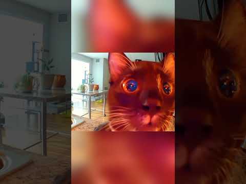 Cat under the camera #cat #pets #funnypets #funnycats #shorts