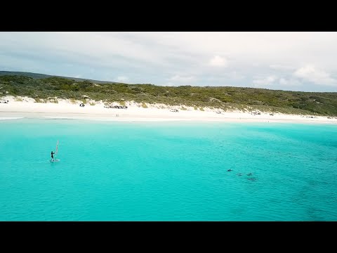 Hydrofoil Windsurfer with Dolphins!