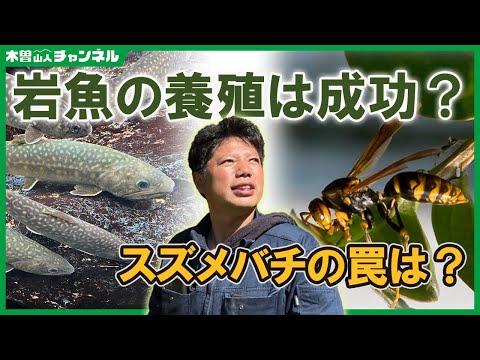 岩魚の養殖は成功したのか?