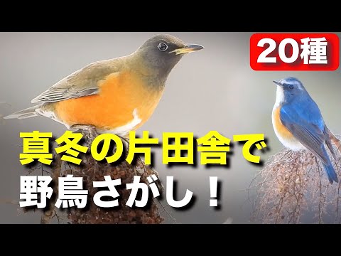 野鳥がゾクゾク登場！彼らは何を食べている？