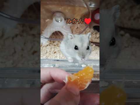 大好きなみかんなのに…（ピク）#ハムスター #hamsters #cute #可愛い #ジャンガリアンハムスター #みかん #おやつ