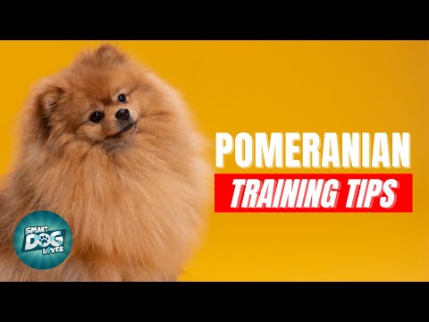 How to Train Your Pomeranian | Best Pomeranian Puppy Training Tips