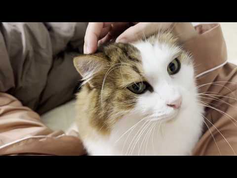 My cat slept in Mom's bed all night.