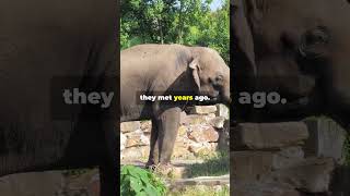 Why Elephants Never Forget: The Science Behind Their Amazing Memory #shorts