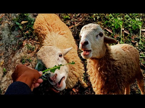 Cute Goat video, funny goat video, kids video, cute goat video kids