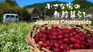 Roselle and buckwheat flour are delicious in the autumn in the Japanese countryside.