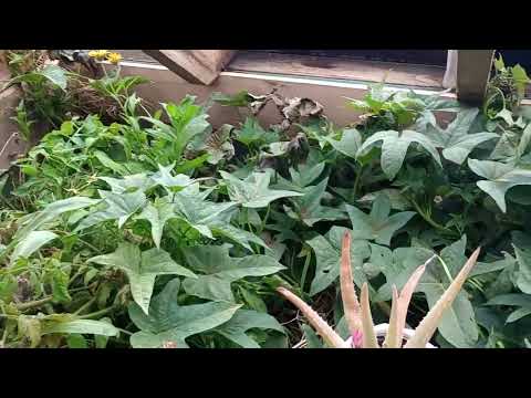 Winter Wonderland Greenhouse Tour - Sweet Potatoes, Peppers, Tomatoes