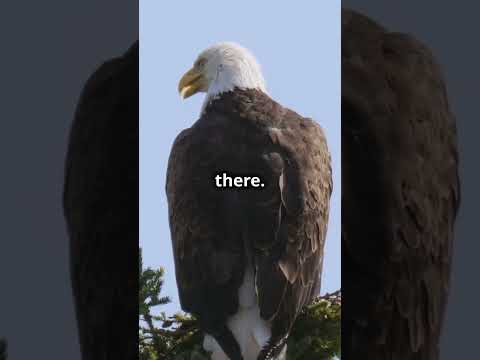 Bald Eagle Goes Viral with Hilarious Flight Stunts! #funny