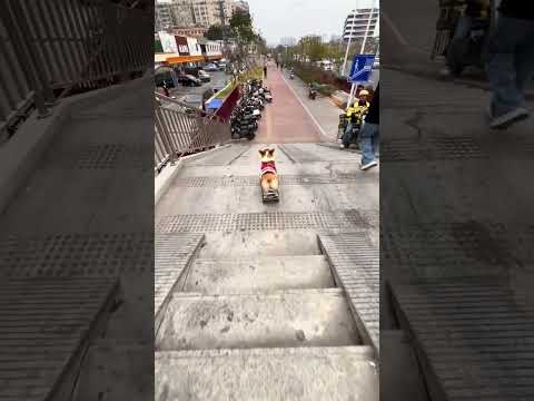 A skateboarding corgi ! #corgisunleashed #corgi #smartdogs