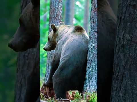 "Bear's Hilarious Back Rub: Nature's Spa Moment!" #animals #fascinatingwildlife #endangeredspecies