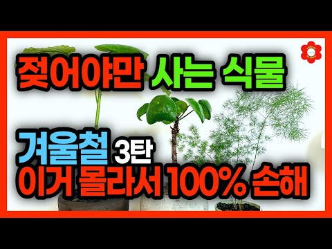 전문가의 모든 경험을 '무료'로 드립니다2🫢🫢ㅣ겨울에도 물을 줘야만 죽지 않는 식물🪴ㅣ겨울철 식물 관리, ⚠️꼭 이렇게 물 주세요ㅣ잎이 마르면 죽는다?❌️ [식물의 정석 3탄]