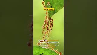 Ants Can Recognize Themselves in a Mirror | The Animal Explorer #shorts