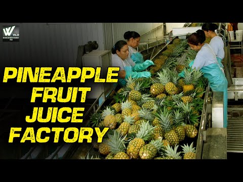 अनानास फलों का रस कारखाना - Pineapple Harvesting Production Line Technology - Documentary हिन्दी HD