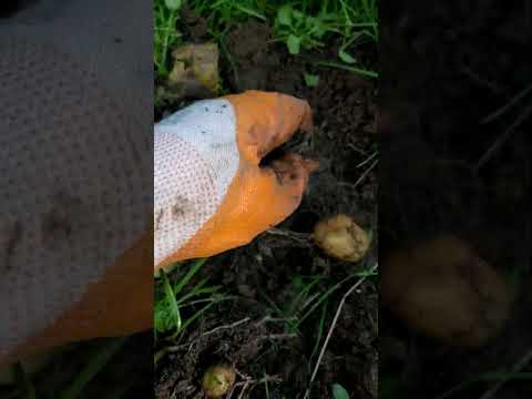 Harvesting of potato #gardening #ideas #ideaingarden