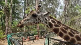 The Amazing World of Giraffes: Behind the Scenes