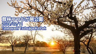 梅園に朝陽がやってきた       館林つつじが岡公園2024/02/11　　The morning sun has come to the plum garden