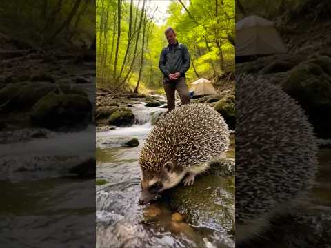 Hedgehog drinking water 💦 Biggest hedgehog drinkning water OMG #facts #animals #new #viralvideo