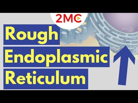 Rough Endoplasmic Reticulum Structure and Function | Rough ER Simplified