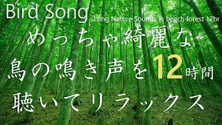 【めっちゃ綺麗な鳥のさえずり 自然音12時間】 nature sounds 12hr鳥の鳴き声はブナ林に響き渡ります。Bird songで 作業/集中/睡眠/リラックス