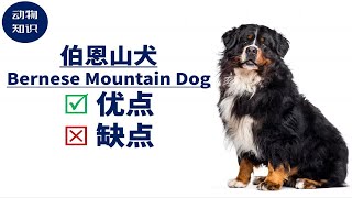 伯恩山犬：优点&缺点！