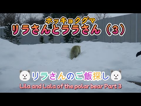 ホッキョクグマ　リラさんとララさん（３） 🐻‍❄️リラさんのご飯探し🐻‍❄️（円山動物園）Lila and Lala of the polar bear Part 3