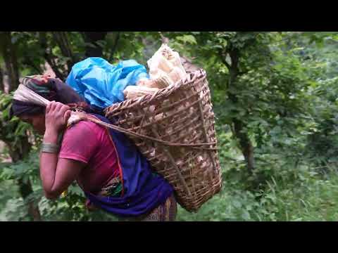 Nepali village || Gathering green corn in the village