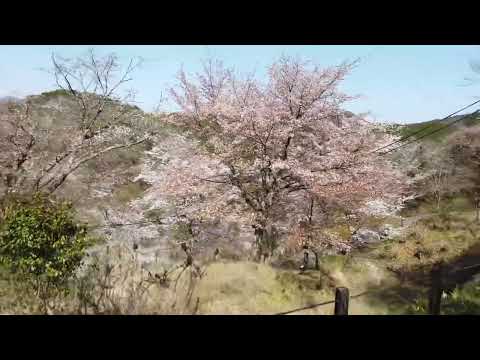 吉野山　花見　奈良県　Mt.Yoshino Nara Cherry-blossom viewing 04/2022