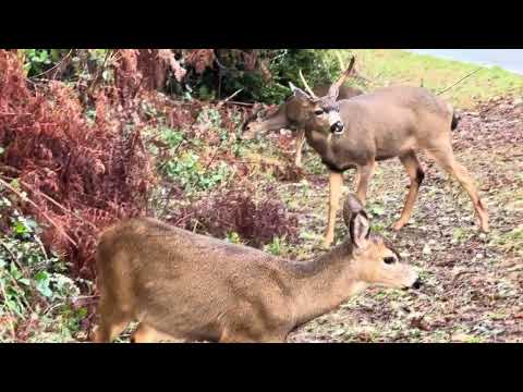 Deer on the Side of the Road - One is a Buck and He Looks Nervous!