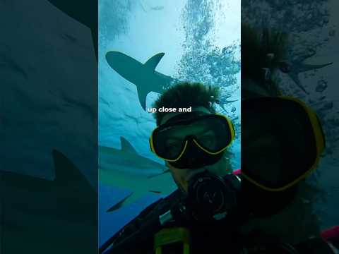 I Got Swarmed By Sharks… 🦈 #shark #sharks  #diving