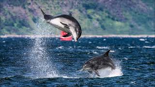 Adopt a Dolphin Update November 2023​ | Whale and Dolphin Conservation