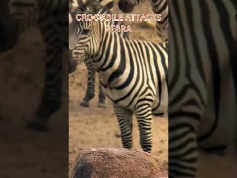 Crocodile Attacks Zebra  #documentarychannel #wildlife #animals